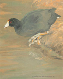 V-67  American Coot