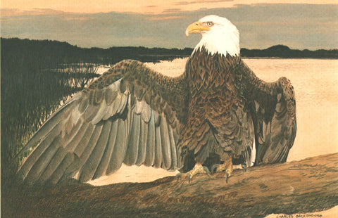 I - 83 Bald Eagle-Aransas Wildlife Refuge