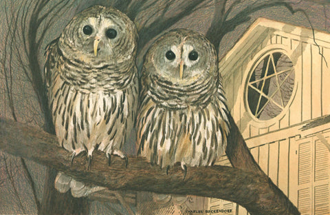 I - 86  Barred Owls