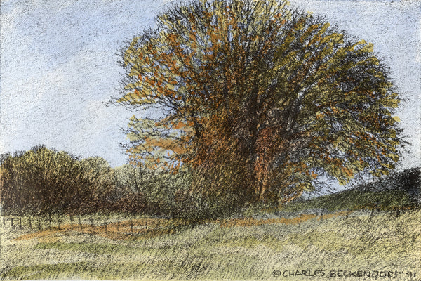 Big_Tree_grande.jpg?v=1384288694