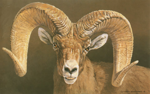 H-2  Desert Bighorn Sheep