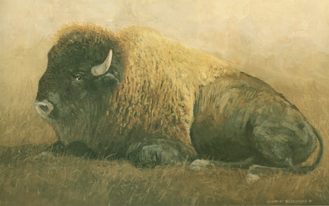 H-1 Bison (Lying Down)