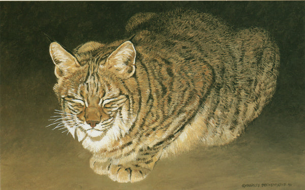 H-10 Sleepy Bobcat – Charles Beckendorf Gallery