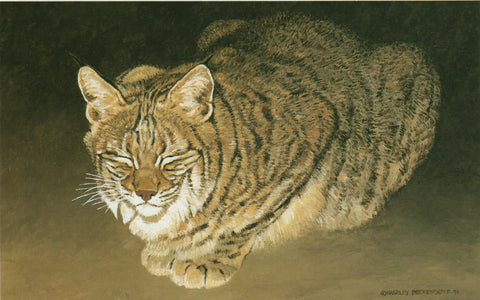 H-10 Sleepy Bobcat