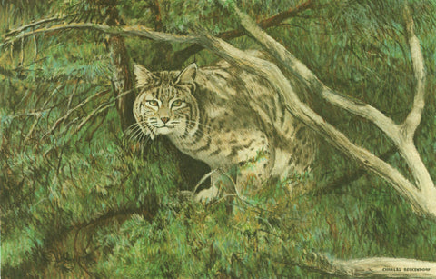 I - 4  Bobcat