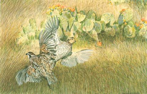 I - 28 Bobwhite Quail