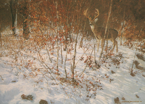 H-20  Whitetail Buck in Snow