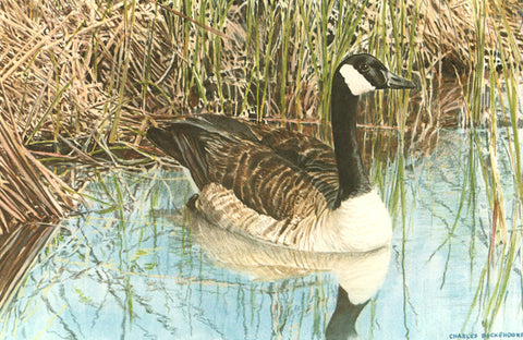 I - 13  Canadian Goose