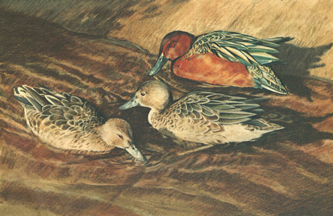 I - 51 Cinnamon Teal