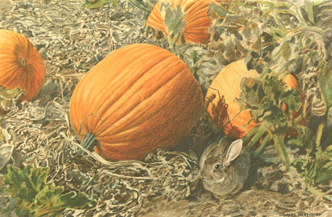 I - 62  Pumpkins And Cottontail