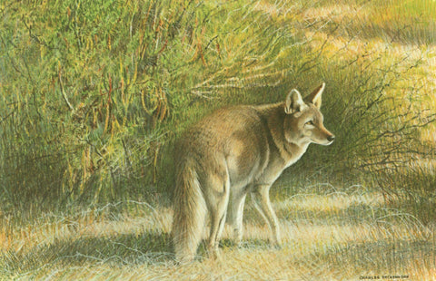 I - 6 Coyote