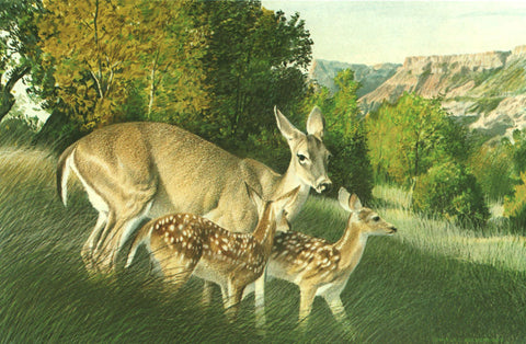 I - 10 White-Tailed Doe and Fawns