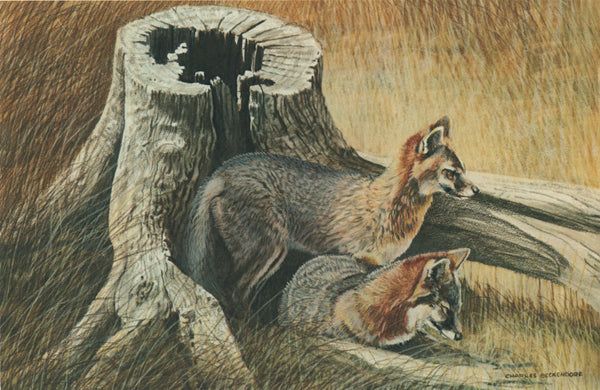 I - 18 Grey Foxes – Charles Beckendorf Gallery