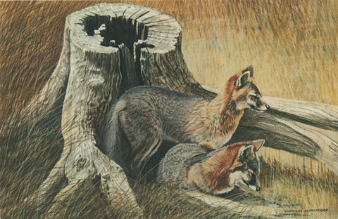 I - 18 Grey Foxes