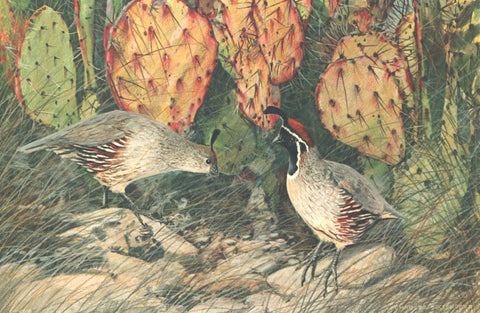 I - 50 Gambel's Quail
