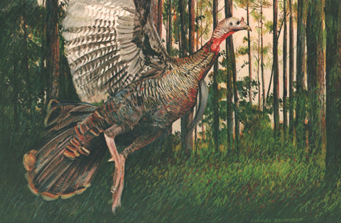 I - 96 Flying Turkey