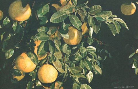 I - 78 Grapefruit