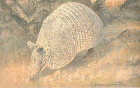 H-34 Armadillo