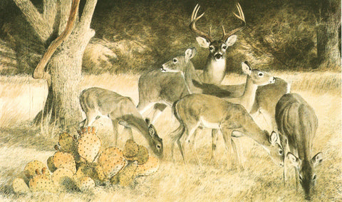 Whitetail Deer