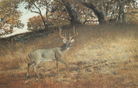 H-17 Whitetail Buck