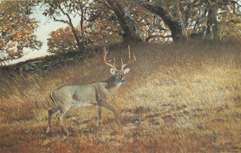 H-17  Whitetail Buck