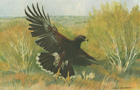 I - 76 Harris' Hawk