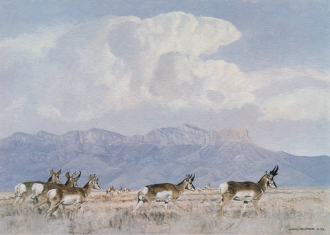 I-105  Pronghorns/Guadalupes