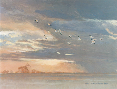 I-129  Snow Geese-Clouds