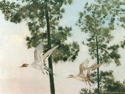 I-131 Pintails-Pine Trees