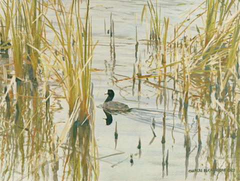 I-140 Coot-reeds