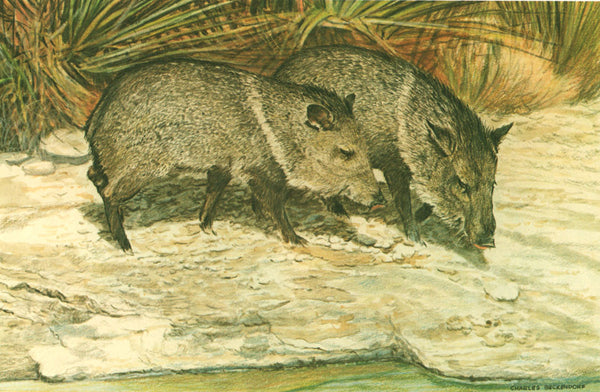 BUNKERSTUD　LOVE EAR ART　CHALLENGER　長瀬　山田 I - 29 Javelinas – Charles Beckendorf Gallery