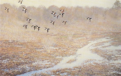 TQ - 22 Scaups/Marsh