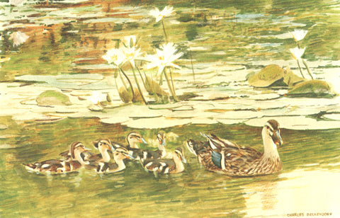 I - 37 Mallard Hen and Ducklings