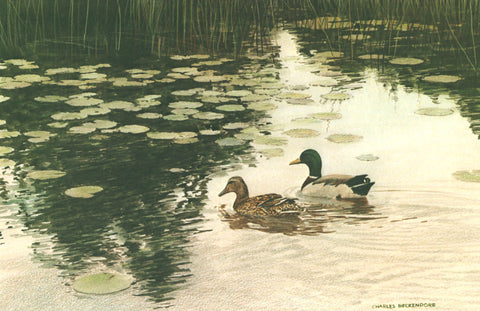 I - 93 Mallards and Lillies