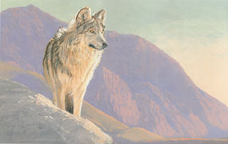 H-36 Mexican Gray Wolf