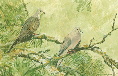 I - 26 Mourning Doves