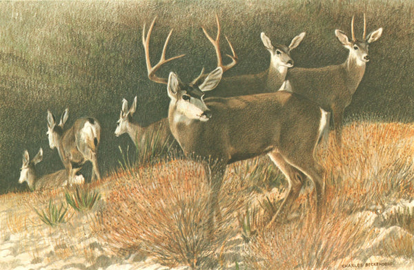 BUNKERSTUD　LOVE EAR ART　CHALLENGER　長瀬　山田 Mule_Deer_Family_grande.jpg?v=