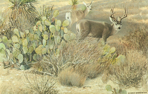 I - 1 Desert Mule Deer