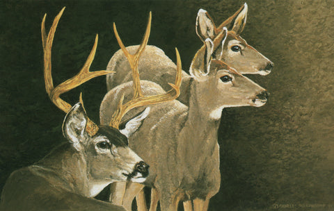 H-14 Mule Deer