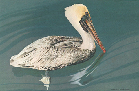 I - 87 Brown Pelican