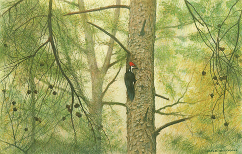 I - 44 Pileated Woodpecker