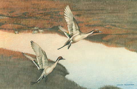 I - 35 Pintails