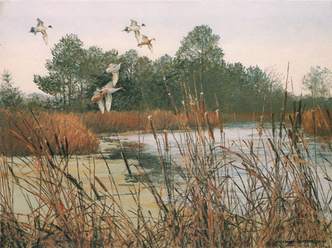 H-66 Pintails Flying-Marsh