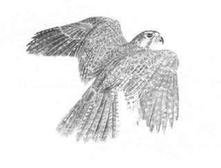Prairie Falcon B&W