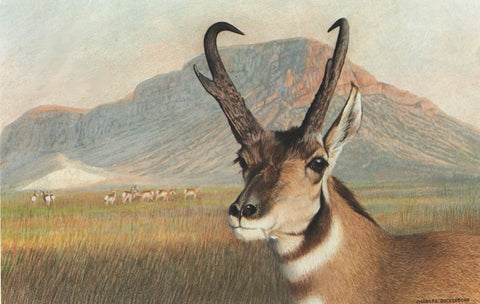 I - 7  Pronghorn