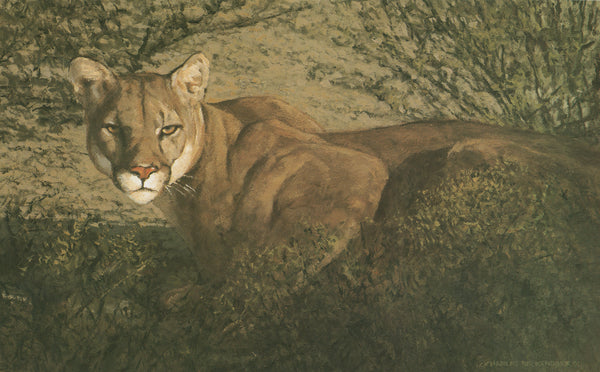 H-11 Puma (crouched) – Charles Beckendorf Gallery