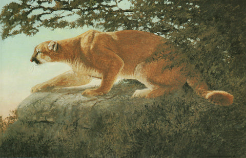 H-13 Puma On Rock