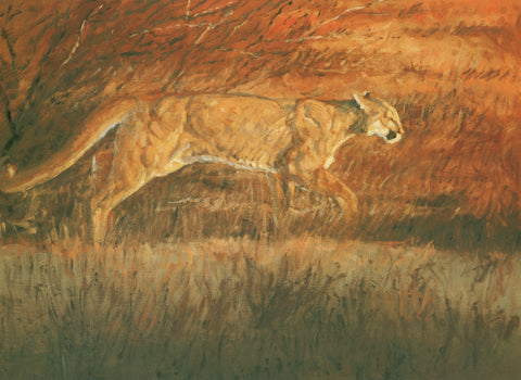 H-12 Puma (reddish background)