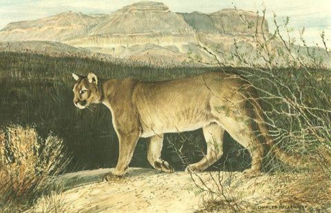 I - 5 Mountain Lion (Puma)