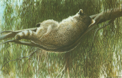 I - 40 Sleeping Raccoon